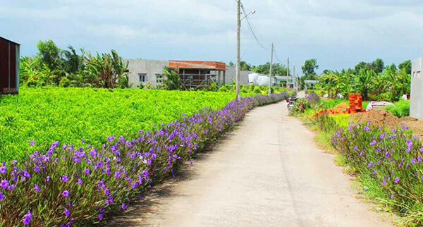 tuyen duong hoa hoang ngoc