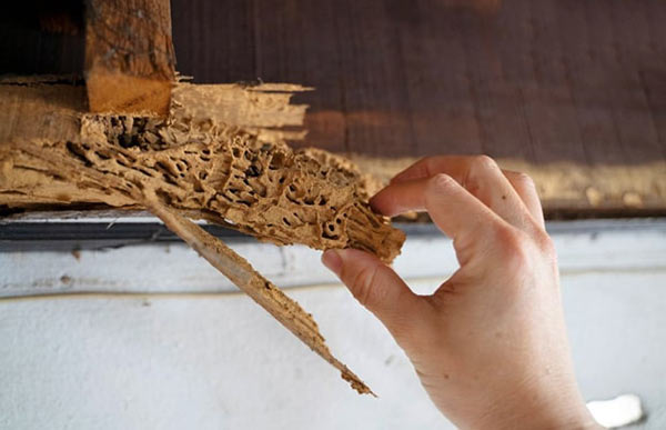 Hình ảnh gỗ bị mối mọt tấn công