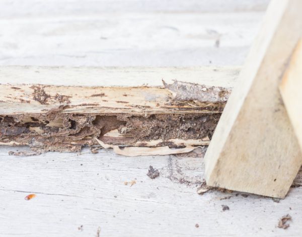 lỗi thường gặp trên kệ gỗ để vali -bị mối mọt tấn công